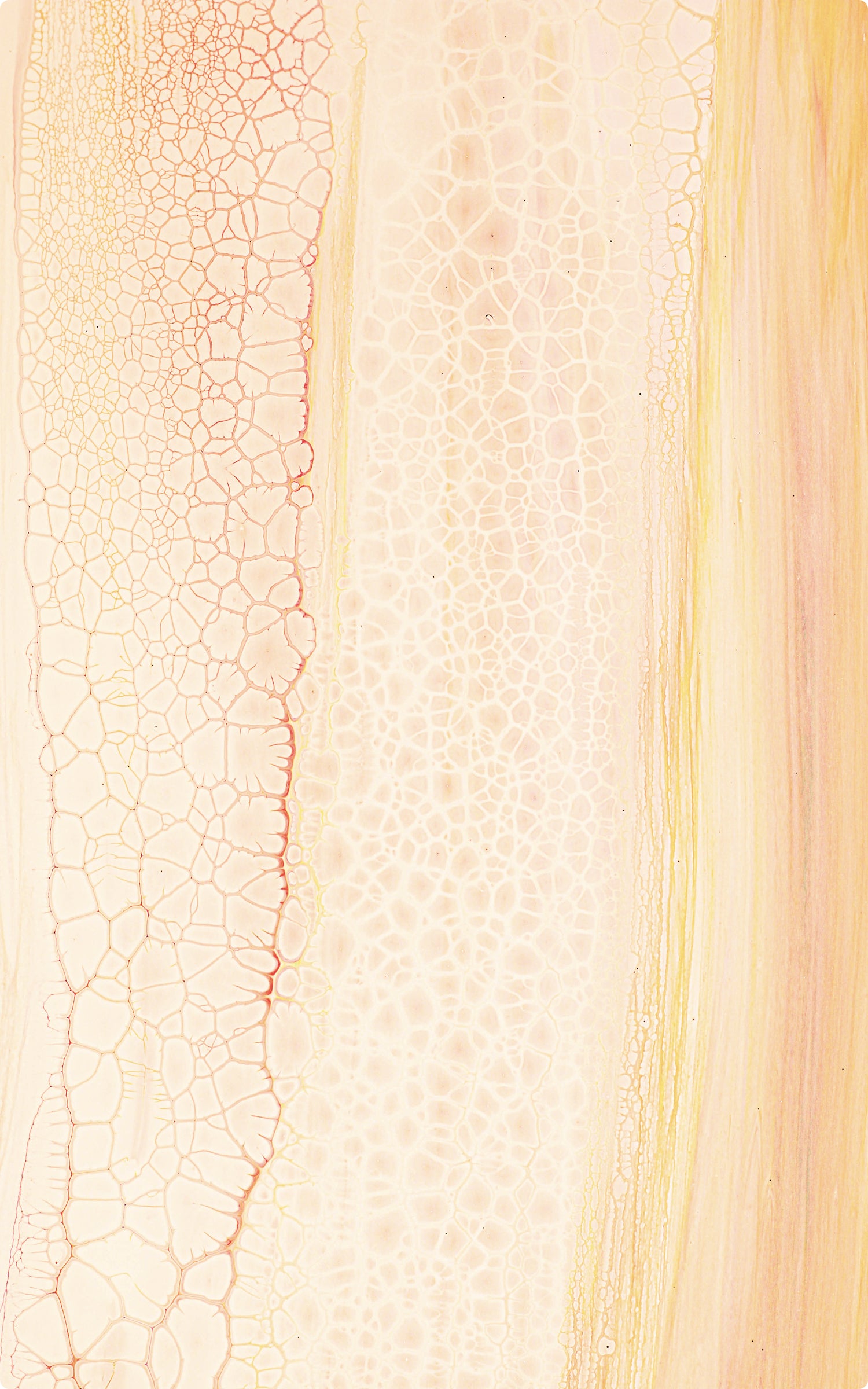 Close-up of tree bark with a focus on texture and color gradient.